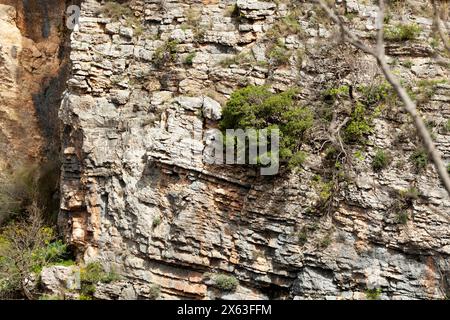 Un primo piano di una formazione rocciosa con tronchi di legno marrone e piante terrestri che crescono come copertura del suolo, creando un modello di erba sulla roccia. Foto Stock