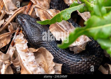 Southern Watersnake (Nerodia fasciata) - Wakodahatchee Wetlands, Delray Beach, Florida, USA Foto Stock