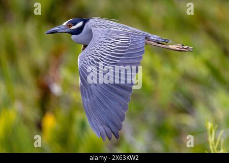 Airone notturno con corona gialla (Nyctanassa violacea) in volo - Green Cay Wetlands, Boynton Beach, Florida, USA Foto Stock