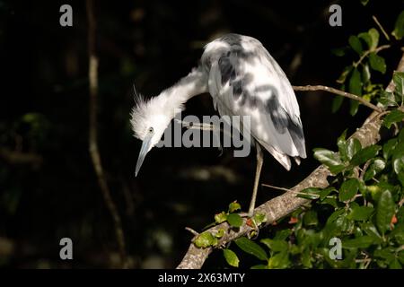 Airone azzurro immaturo (Egretta caerulea) che muta nel piumaggio adulto - Green Cay Wetlands, Boynton Beach, Florida, Stati Uniti Foto Stock