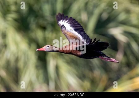 Anatra fischiante (Dendrocygna autumnalis) in volo - Wakodahatchee Wetlands, Delray Beach, Florida, USA Foto Stock