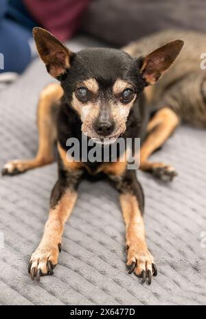 terrier giocattolo per cani di 18 anni seduto male a causa dell'artrite Foto Stock