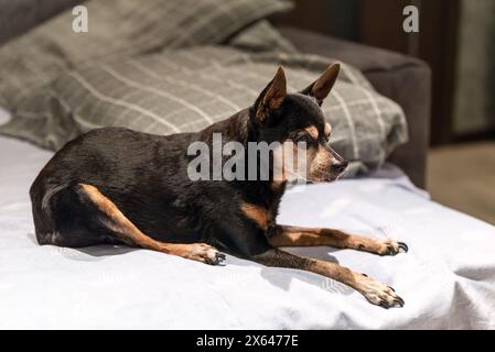 terrier giocattolo per cani di 18 anni seduto male a causa dell'artrite Foto Stock