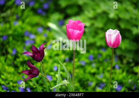 Quattro tulipani nel giardino Foto Stock