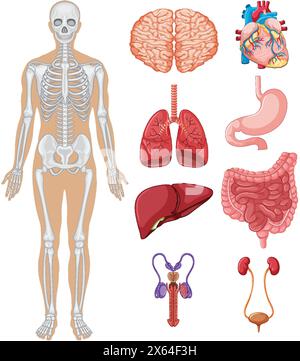 Illustrazione dettagliata di vari organi umani e scheletro Illustrazione Vettoriale