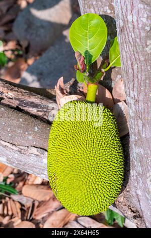 Frutta di Jack verde. Enorme frutta di Jack che cresce nell'albero, giardino tropicale da frutta in Vietnam. Frutta di Jack e foglie verdi sull'albero con messa a fuoco selettiva e. Foto Stock