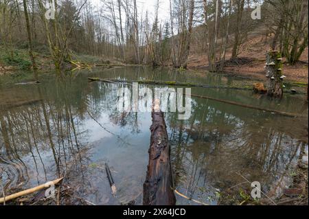 Diga del castoro europeo (Castor Fiber), Spessart, Baviera, Germania Foto Stock