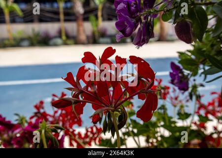 Nel linguaggio dei fiori, il rosso significa passione e amore. Questi fiori parlano molto con la loro vibrante tonalità, una testimonianza delle emozioni che evocano. Foto Stock