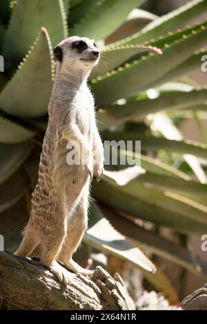 I meerkat sono piccoli mammiferi con pelliccia grigliata e marrone. Hanno macchie scure intorno agli occhi per proteggere gli occhi dal sole Foto Stock