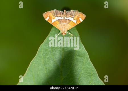 Spoladea Recurvalis Moth che riposa sul fogliame durante la mattina a Oxley Creek Common, Brisbane, Queensland. Foto Stock