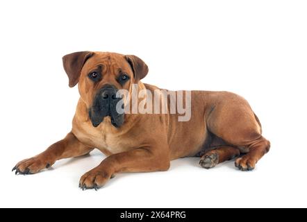 Rara razza boerboel sudafricano in posa di fronte a sfondo bianco Foto Stock