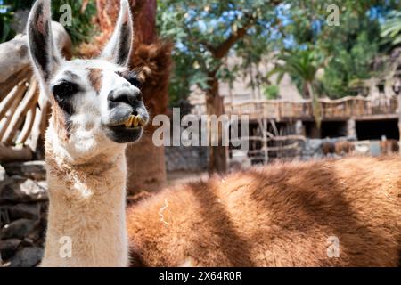 Un lama marrone e bianco è in piedi in un campo. Il lama sta guardando la telecamera e sta mangiando Foto Stock