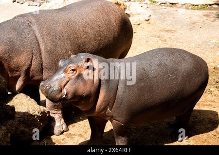 Due ippopotami in piedi uno accanto all'altro in un recinto dello zoo. Uno degli ippopotami è un bambino Foto Stock