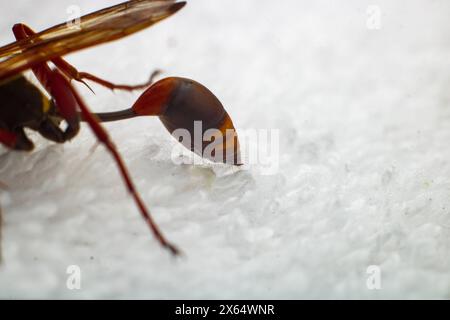 Una vespa morente di Sceliphron curvatum, conosciuta anche come la vespa asiatica del fango, è un insetto del genere Sceliphron sul panno bianco Foto Stock