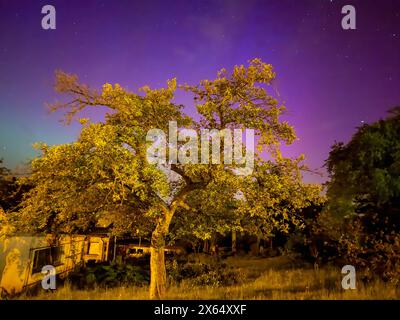albero nella notte dell'aurora Foto Stock