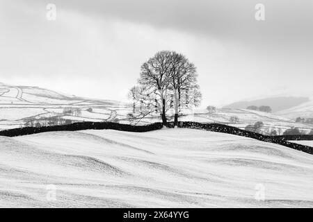 Neve a metà inverno intorno a Hawes e Hardraw nell'alta Wensleydale, il Yorkshire Dales National Park, Regno Unito. Foto Stock