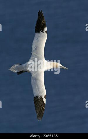 Basstölpel, Baßtölpel, Gannet settentrionale, Gannet (Sula bassana) Foto Stock