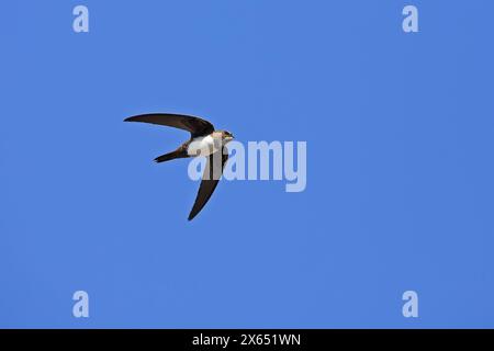 Europa, Griechenland, Insel Lesbos, Alpensegler, Alpine Swift, APU melba, (Tachymarptis melba), blauer Himmel, Flugstudie, Foto Stock