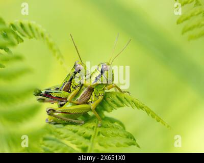 Alpine Gebirgsschrecke, Alpine-Gebirgsschrecke (Miramella alpina), Schrecke, Kurzfühlerschrecke, Green Mountain Grasshopper, Heuschrecke, Insekt, Ins Foto Stock