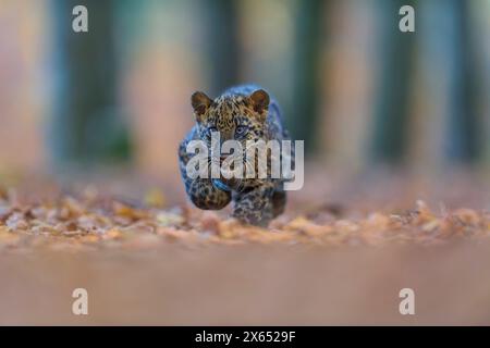 Leopardo indiano (Panthera pardus fusca), giovane animale che corre nella foresta Foto Stock