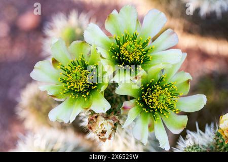 Primo piano di Teddy Bear Cactus Flowers sfondo sfocato. Macro di fiori cholla gialli e verdi con bokeh. Cylindropuntia bigelovii fioritura Foto Stock