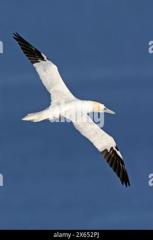 Basstölpel, Baßtölpel, Gannet settentrionale, Gannet (Sula bassana) Foto Stock