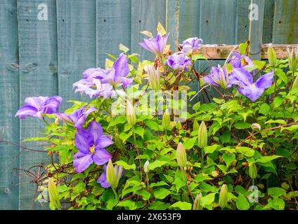 Una pianta Clematis viola che sale su un traliccio contro una recinzione dipinta di verde Foto Stock