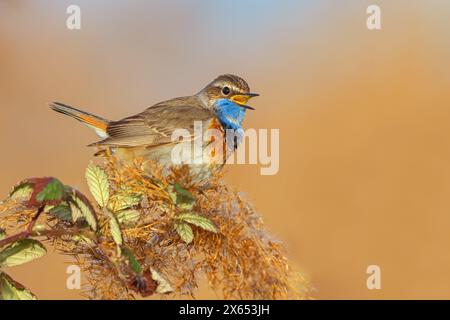 Weisssterniges Blaukehlchen, Bluethroat, (Luscinia svecica), Luscinia svecicus, Foto Stock