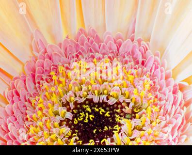 Un primo piano di un fiore di Gerbera giallo e rosa Foto Stock