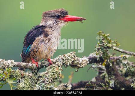 Braunkopfliest, Kingfisher con cappuccio marrone, (Halcyon albiventris), Sitzwarte, Familie Eisvögel, Foto Stock