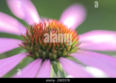 Primo piano fiore rosa di Echinacea purpurea. Messa a fuoco morbida, selettiva, sfocata. Luce solare. Foto Stock