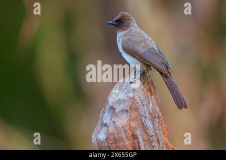 Graubülbül, Bulbul comune, (Pycnonotus barbatus), Garden Bulbul, Bulbul des jardins, Bulbul naranjero Foto Stock