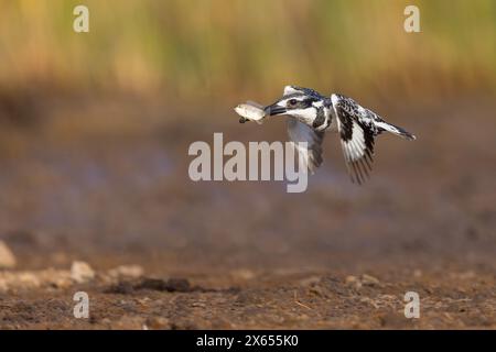 Graufischer, Eisvogel, Lesser Pied Kingfisher, Pied Kingfisher (Ceryle rudis), Alcyon pie, MartÌn Pescador PÌo Foto Stock