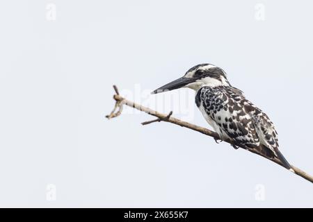 Graufischer, Eisvogel, Lesser Pied Kingfisher, Pied Kingfisher (Ceryle rudis), Alcyon pie, MartÌn Pescador PÌo Foto Stock