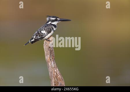 Graufischer, Eisvogel, Lesser Pied Kingfisher, Pied Kingfisher (Ceryle rudis), Alcyon pie, MartÌn Pescador PÌo Foto Stock