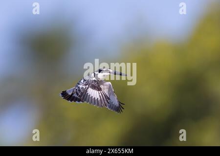 Graufischer, Eisvogel, Lesser Pied Kingfisher, Pied Kingfisher (Ceryle rudis), Alcyon pie, MartÌn Pescador PÌo Foto Stock