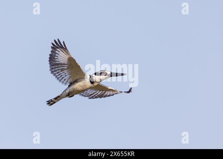 Graufischer, Eisvogel, Lesser Pied Kingfisher, Pied Kingfisher (Ceryle rudis), Alcyon pie, MartÌn Pescador PÌo Foto Stock