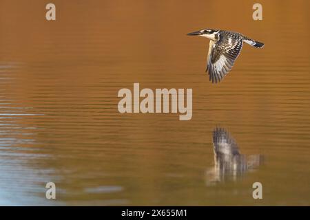 Graufischer, Eisvogel, Lesser Pied Kingfisher, Pied Kingfisher (Ceryle rudis), Alcyon pie, MartÌn Pescador PÌo Foto Stock