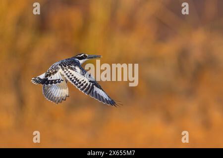 Graufischer, Eisvogel, Lesser Pied Kingfisher, Pied Kingfisher (Ceryle rudis), Alcyon pie, MartÌn Pescador PÌo Foto Stock