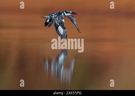 Graufischer, Eisvogel, Lesser Pied Kingfisher, Pied Kingfisher (Ceryle rudis), Alcyon pie, MartÌn Pescador PÌo Foto Stock