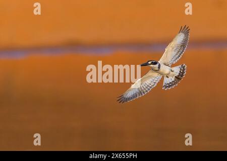 Graufischer, Eisvogel, Lesser Pied Kingfisher, Pied Kingfisher (Ceryle rudis), Alcyon pie, MartÌn Pescador PÌo Foto Stock