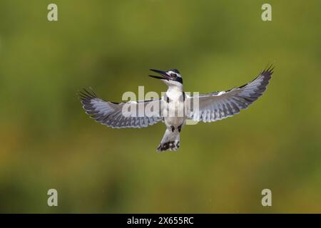 Graufischer, Eisvogel, Lesser Pied Kingfisher, Pied Kingfisher (Ceryle rudis), Alcyon pie, MartÌn Pescador PÌo Foto Stock