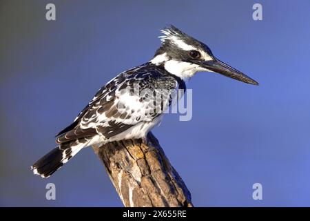 Graufischer, Eisvogel, Lesser Pied Kingfisher, Pied Kingfisher (Ceryle rudis), Alcyon pie, MartÌn Pescador PÌo Foto Stock