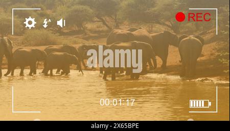 Immagine di una cornice sugli elefanti sulla savana Foto Stock