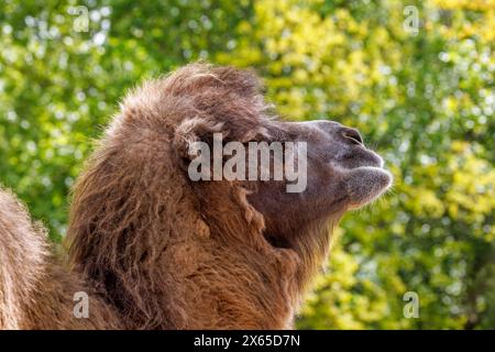 Il cammello battriano, Camelus bactrianus, noto anche come cammello mongolo, cammello battriano domestico o cammello a due gobbe. Ritratto ravvicinato al sole estivo Foto Stock