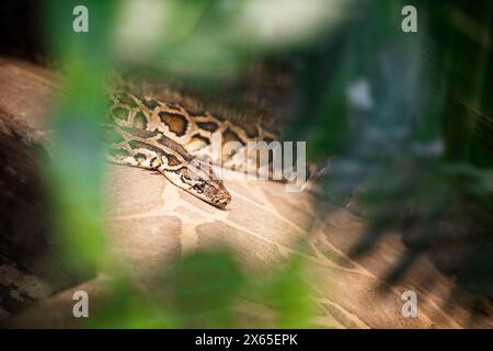 Primo piano del pitone birmano (Python molurus bivittatus). Foto Stock