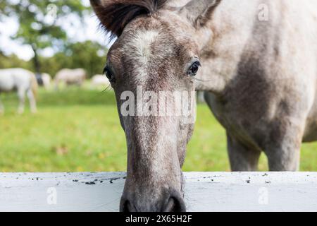 Primo piano di un muso di cavalli che sbircia su una recinzione bianca in un campo erboso. Il maestoso animale, un animale che lavora e impaccheggia, pascolano sulla lussureggiante erba verde Foto Stock