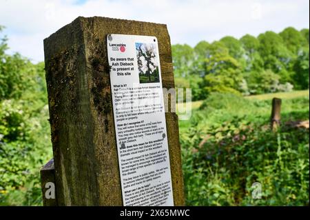 Cartello segnaletico di cenere affisso nel bosco nella zona di Preston Foto Stock