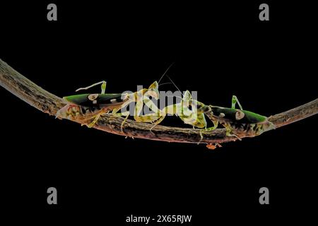 Combattendo mantis dell'esercito su Branch Foto Stock