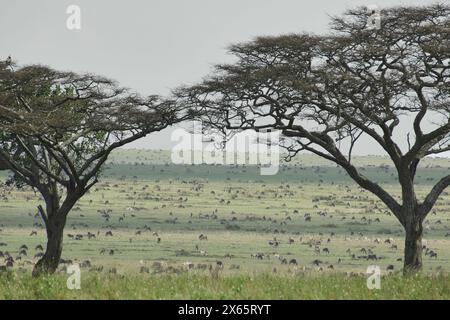 Migliaia di zebre e GNU pascolano sulle ampie pianure aperte Foto Stock